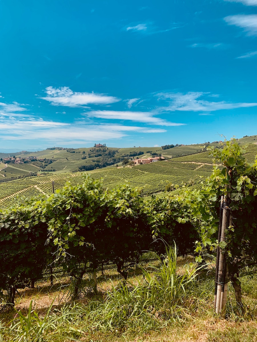 Langhe and Barolo Day Trip from Turin