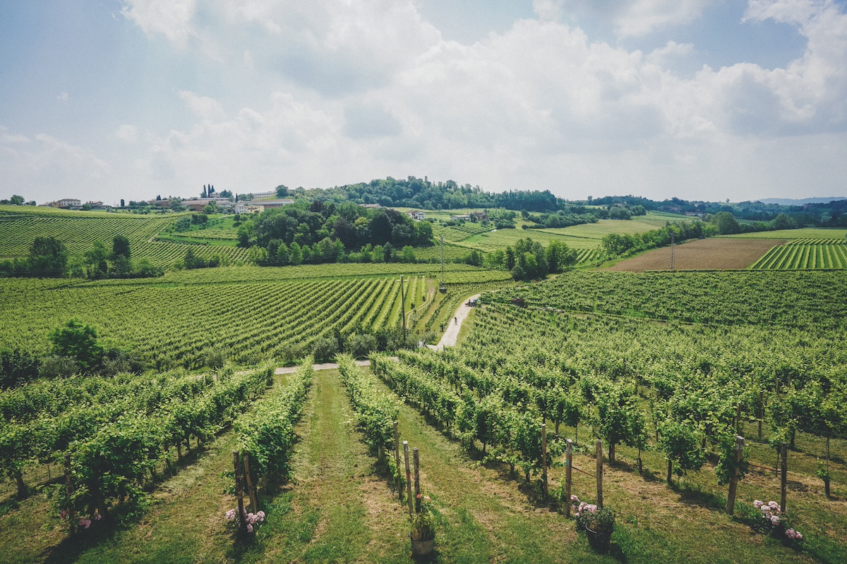 Prosecco Wine Tour from Venice, Prosecco hills, Prosecco region, Wine Tour in Prosecco region, Winery visit in Conegliano and Valdobbiadene