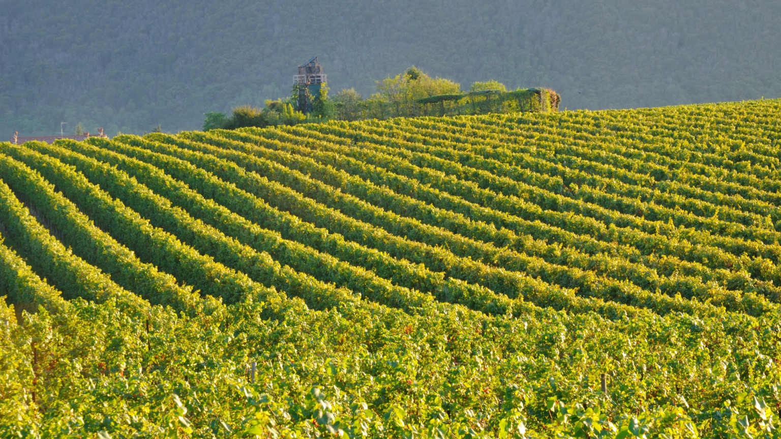 Franciacorta Wine Tour from Lake Garda 6