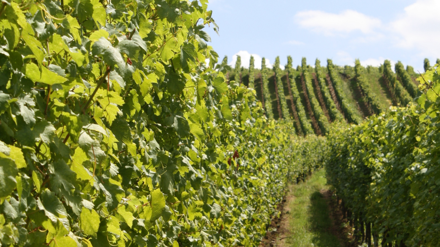 Franciacorta Wine Tour from Lake Garda4