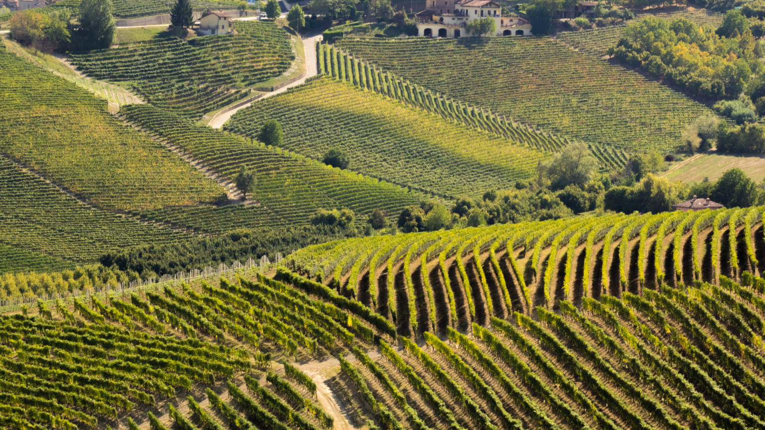 Truffle Hunting Experience in the Langhe 3