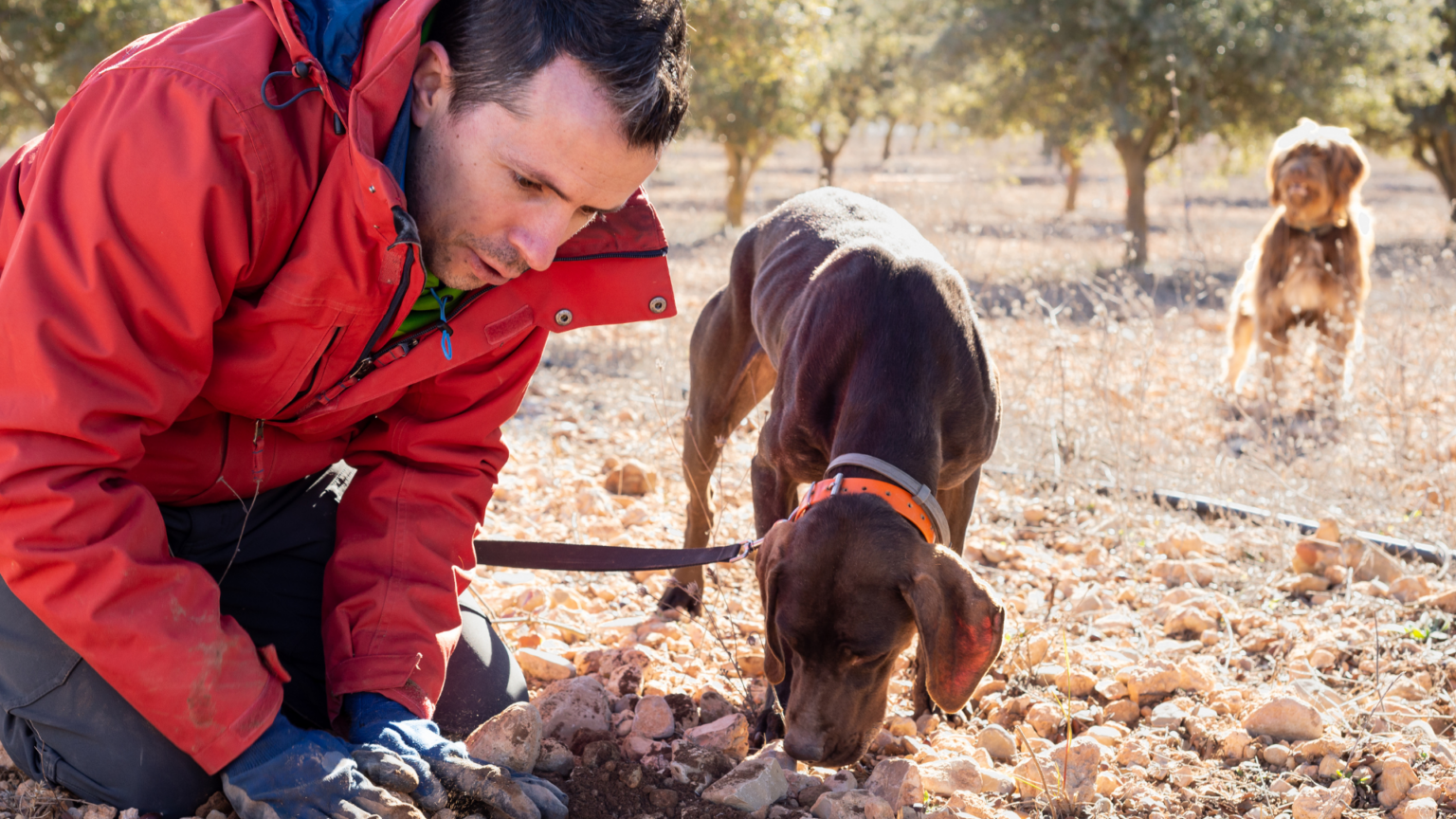 Truffle Hunting Experience in the Langhe 5