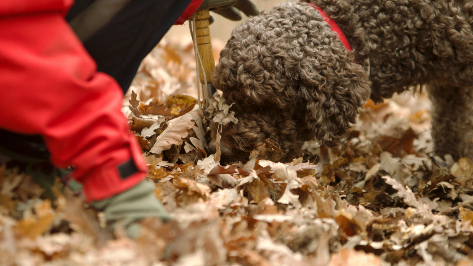 Truffle Hunting Experience in the Langhe 6