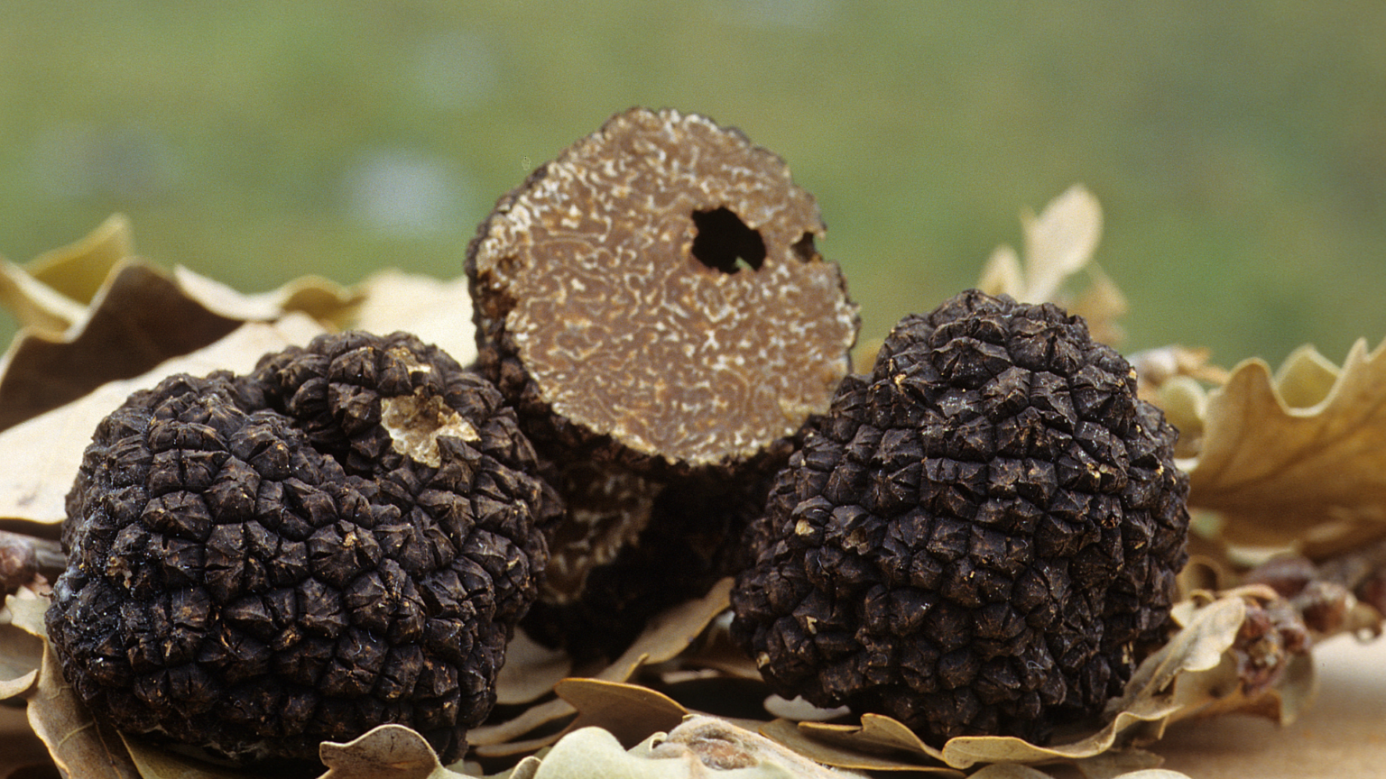 Truffle Hunting Experience in the Langhe 8