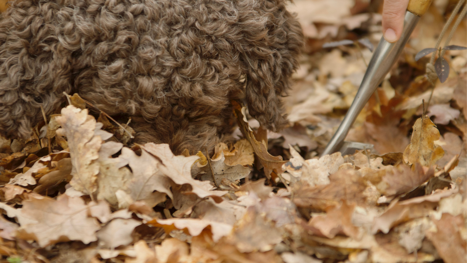 Truffle Hunting Experience in the Langhe7