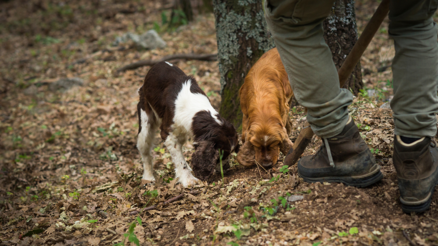 Truffle Hunting in the Valpolicella Hills 1