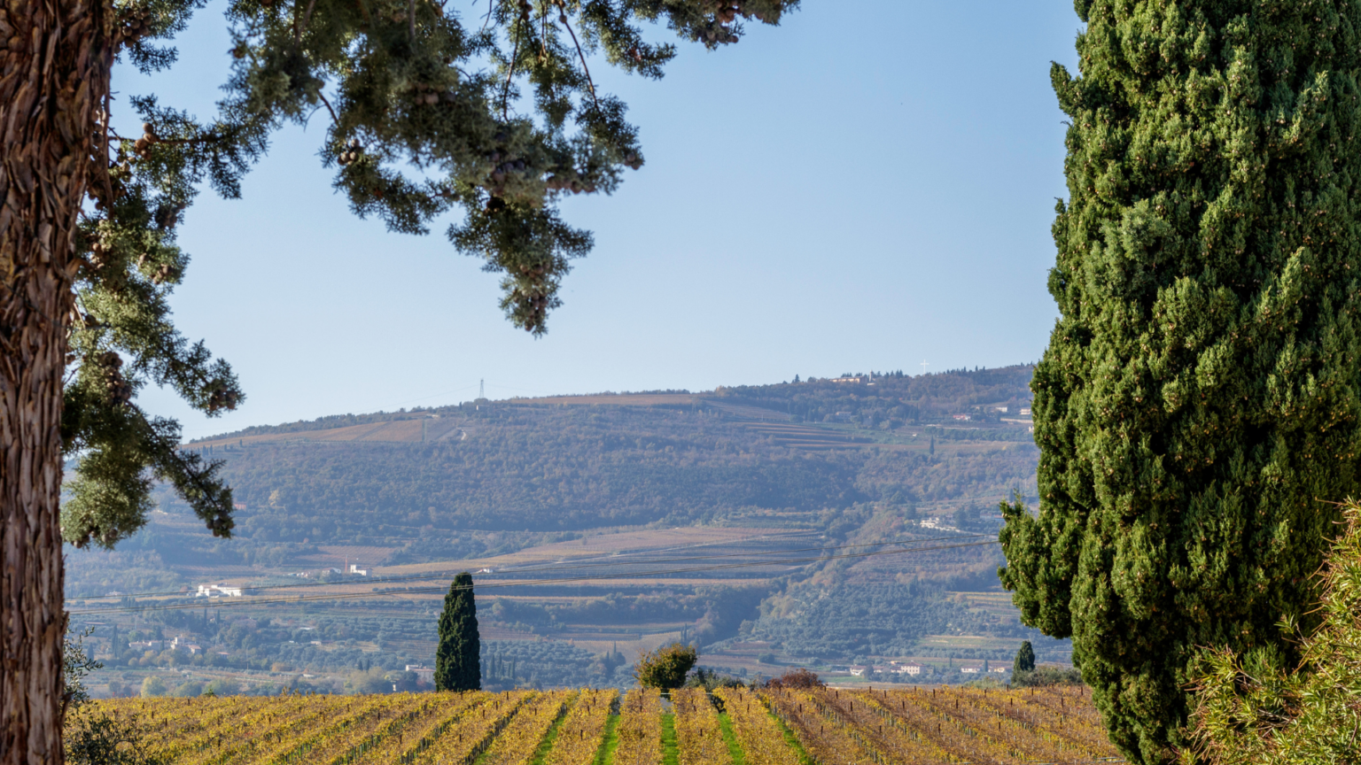 Truffle Hunting in the Valpolicella Hills 2