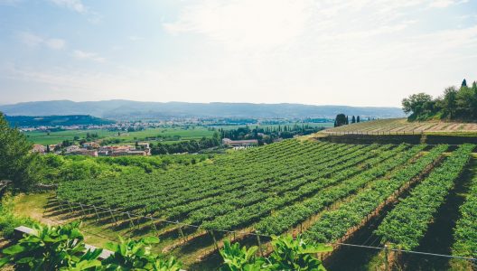 Amarone Wine Tour in Valpolicella_header