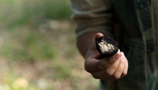 Truffle Hunting Experience in the Langhe 2