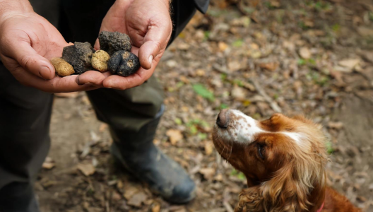 Truffle Hunting in the Valpolicella Hills 4